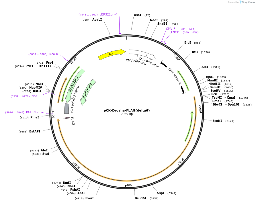 171532-plasmid-map-sequence-id-340168