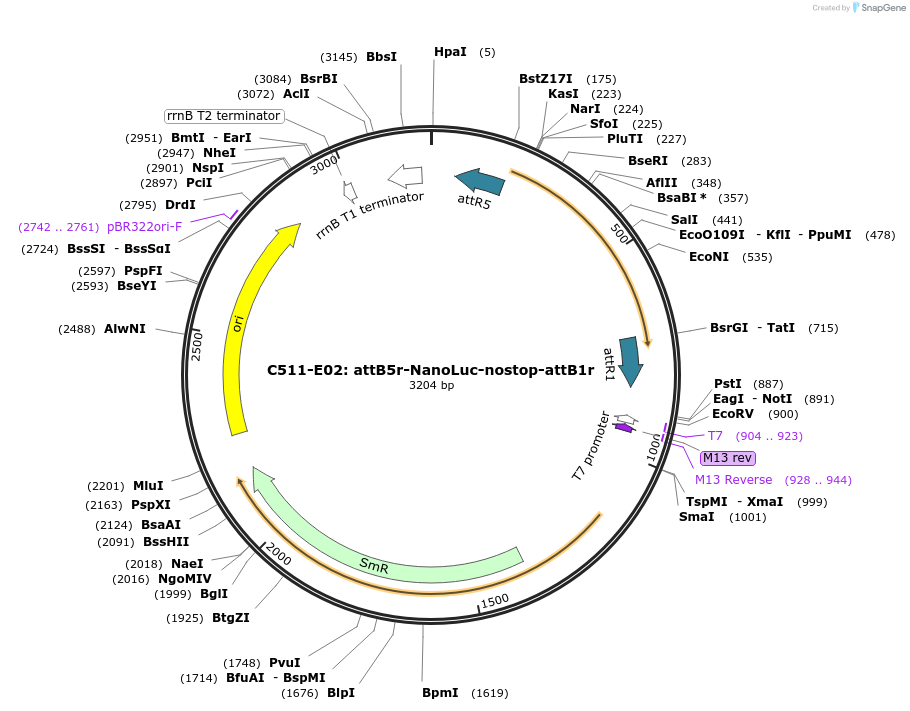162938-plasmid-map-sequence-id-340180