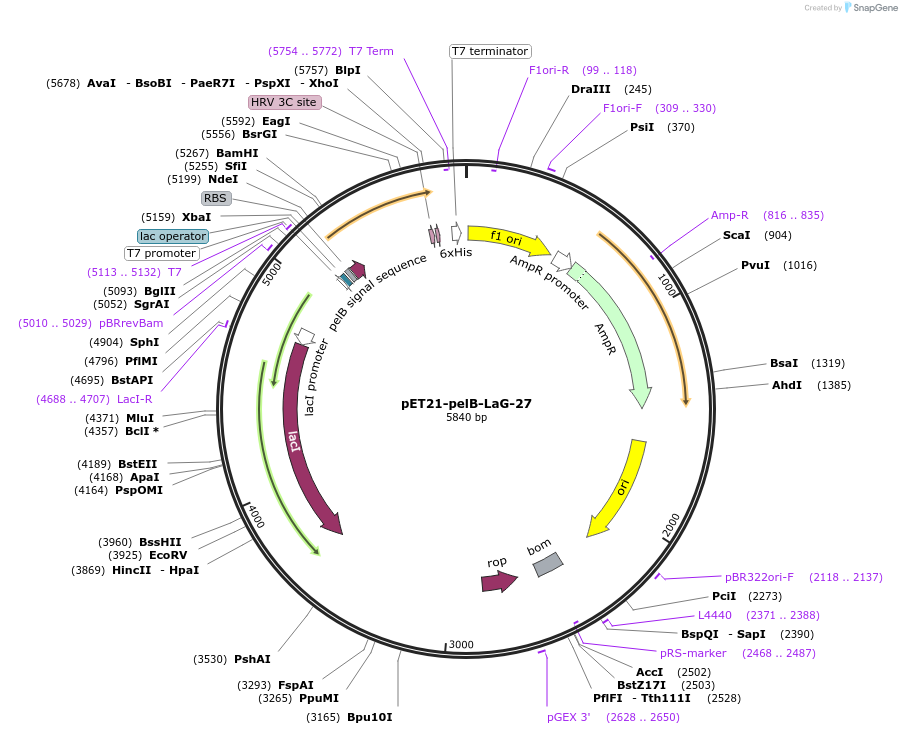 172752-plasmid-map-sequence-id-340183