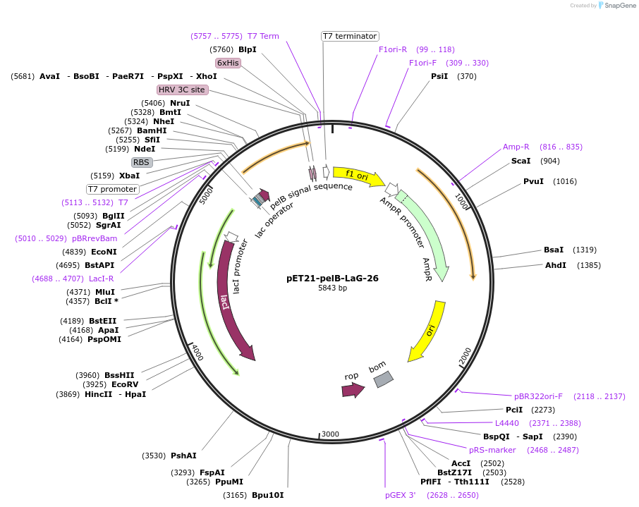 172751-plasmid-map-sequence-id-340184
