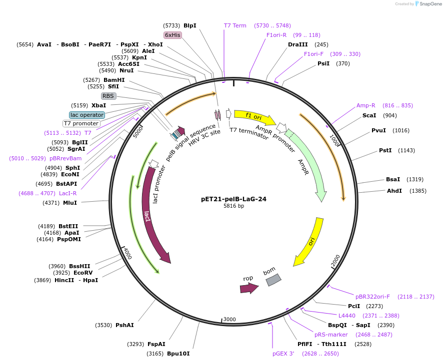 172750-plasmid-map-sequence-id-340188