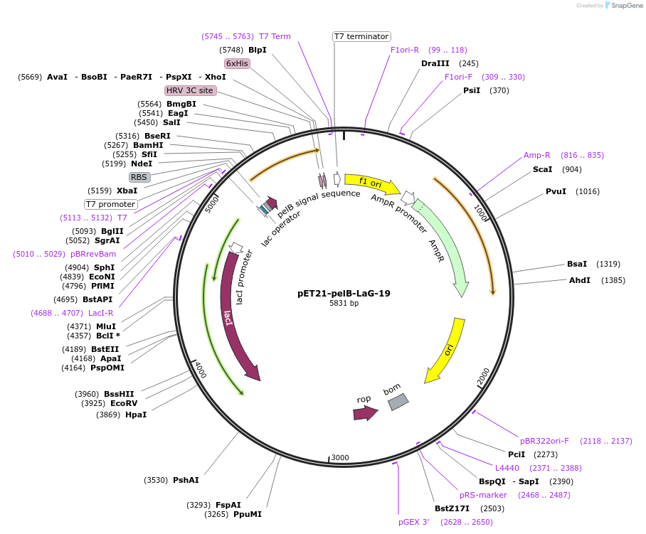 172748-plasmid-map-sequence-id-340193