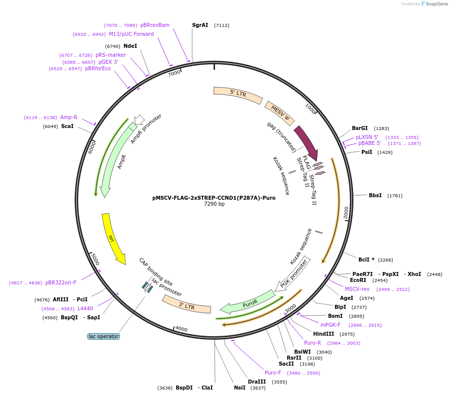 172641-plasmid-map-sequence-id-340202
