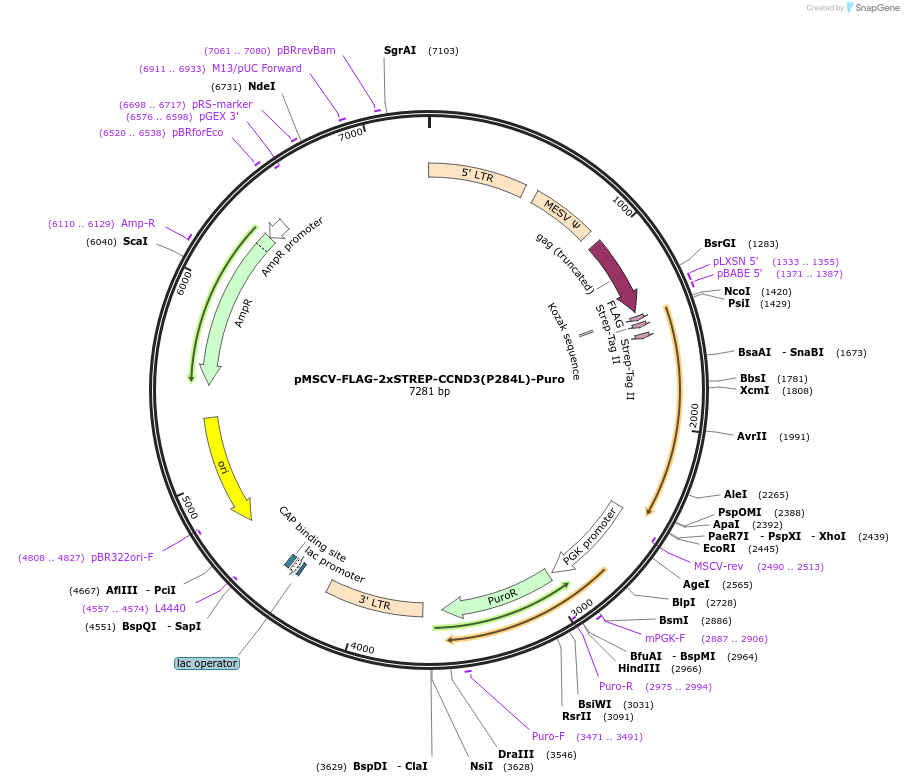 172617-plasmid-map-sequence-id-340203