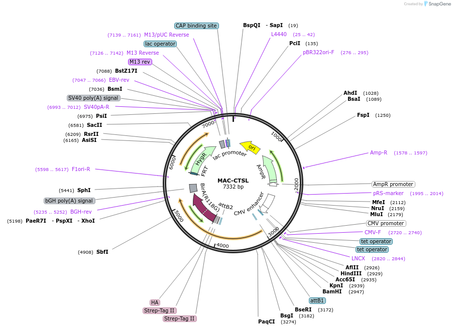 172414-plasmid-map-sequence-id-340208