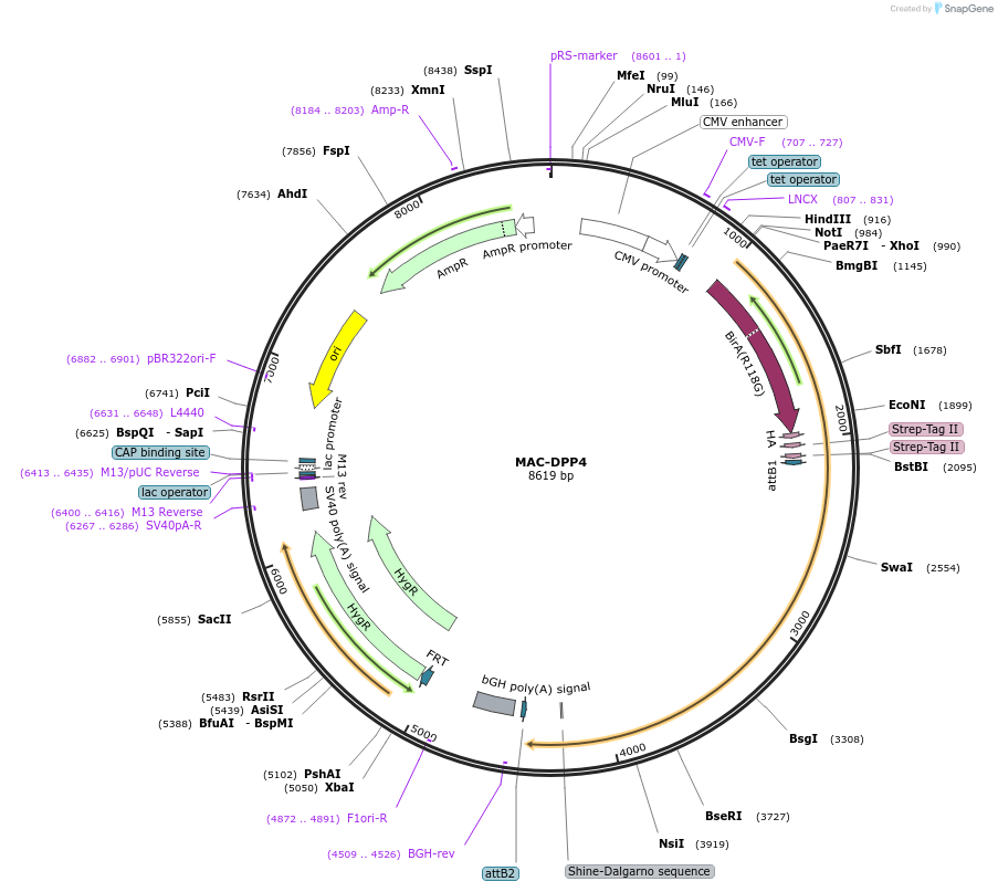172416-plasmid-map-sequence-id-340210