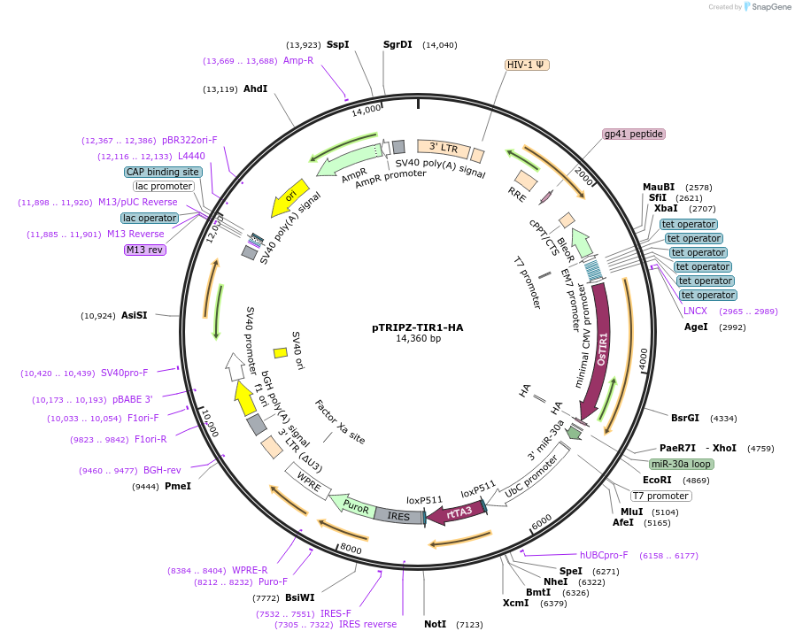 172610-plasmid-map-sequence-id-340211