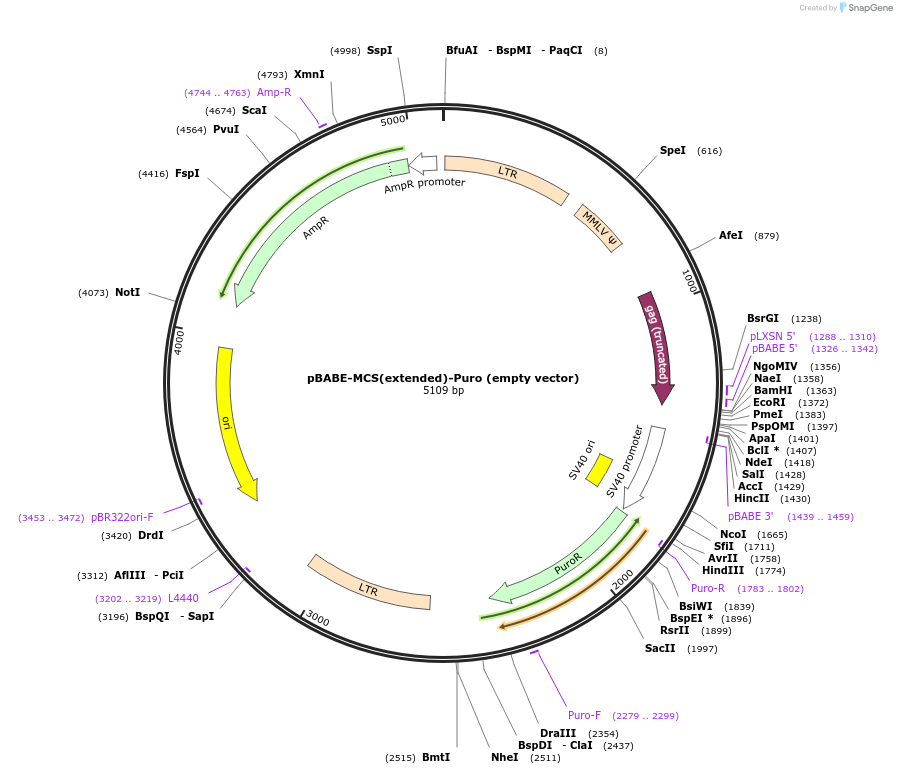 172603-plasmid-map-sequence-id-340216