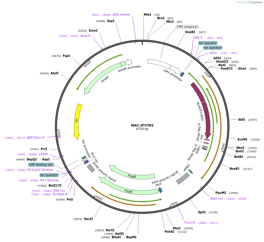 172419-plasmid-map-sequence-id-340220