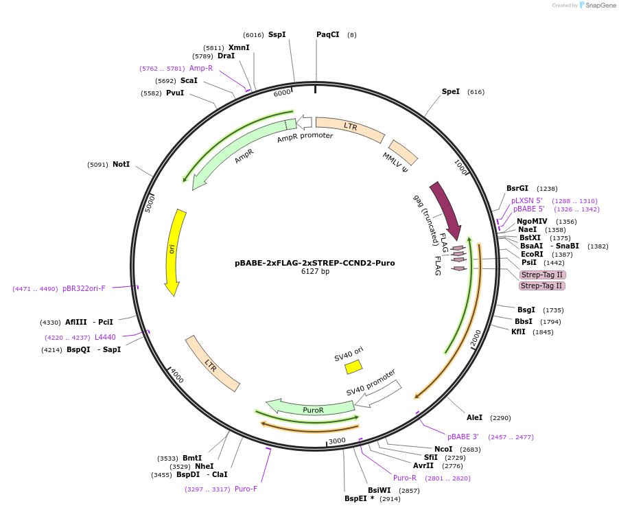 172628-plasmid-map-sequence-id-340221