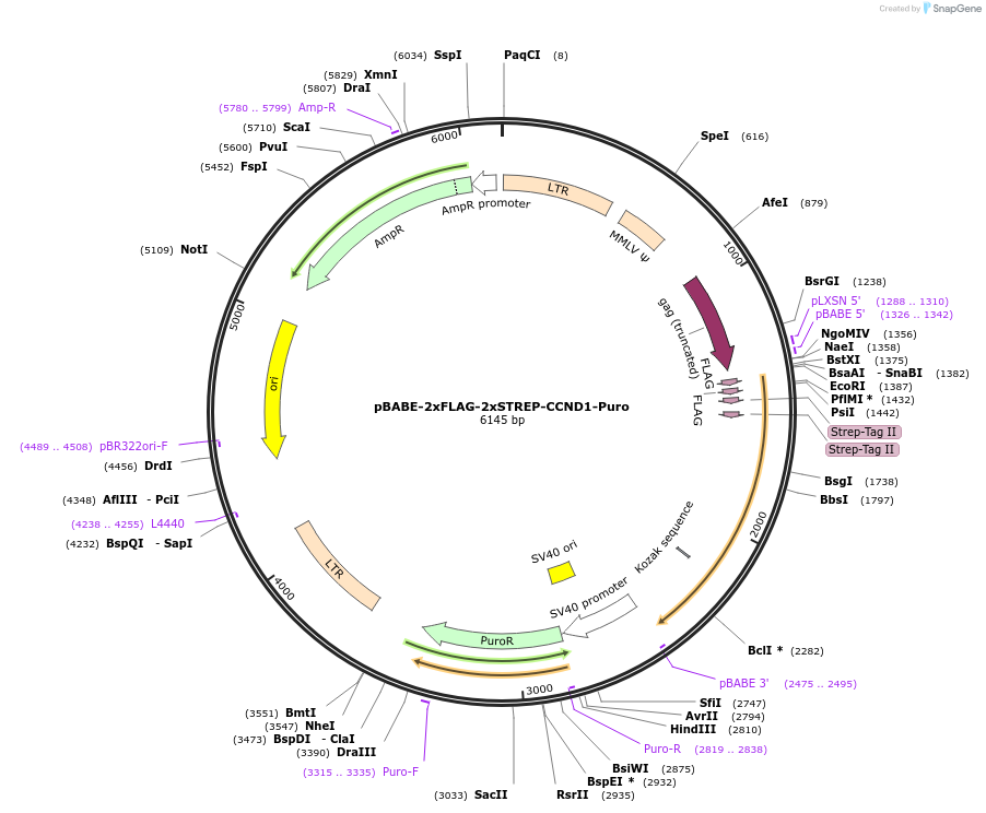 172634-plasmid-map-sequence-id-340222