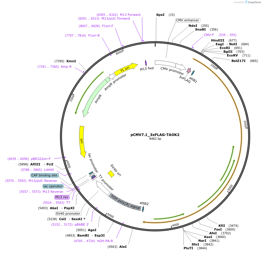 172992-plasmid-map-sequence-id-340254