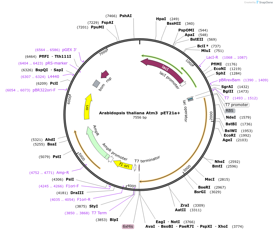 172321-plasmid-map-sequence-id-340255