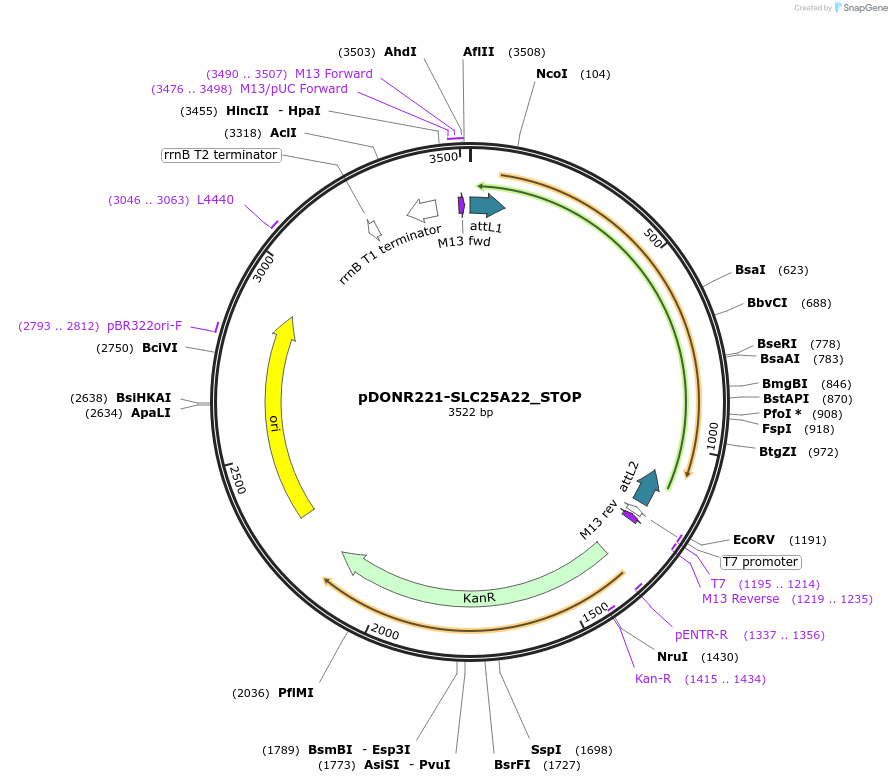 161217-plasmid-map-sequence-id-340272