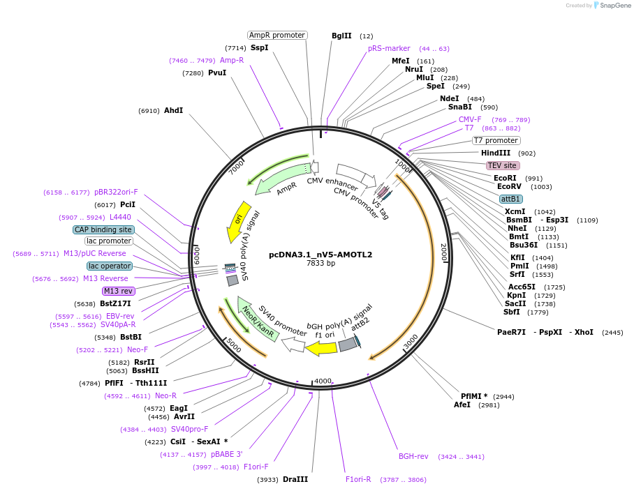172999-plasmid-map-sequence-id-340276