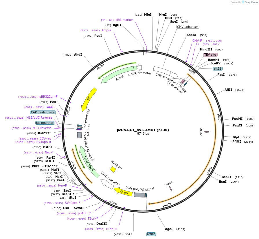 172997-plasmid-map-sequence-id-340280