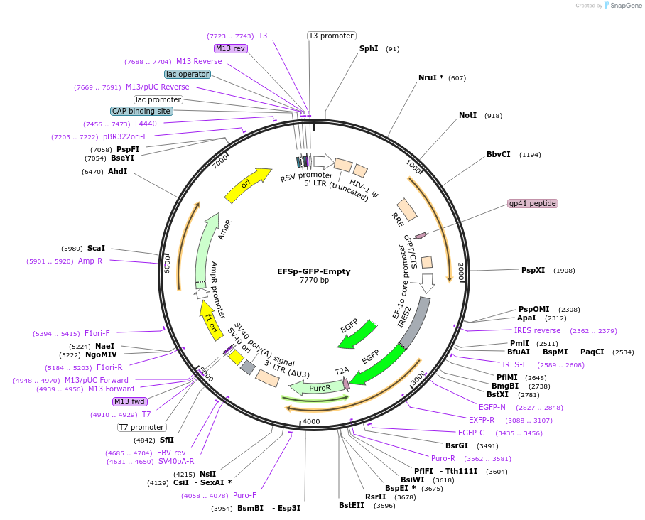 174171-plasmid-map-sequence-id-340286