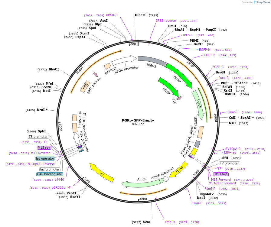174175-plasmid-map-sequence-id-340287