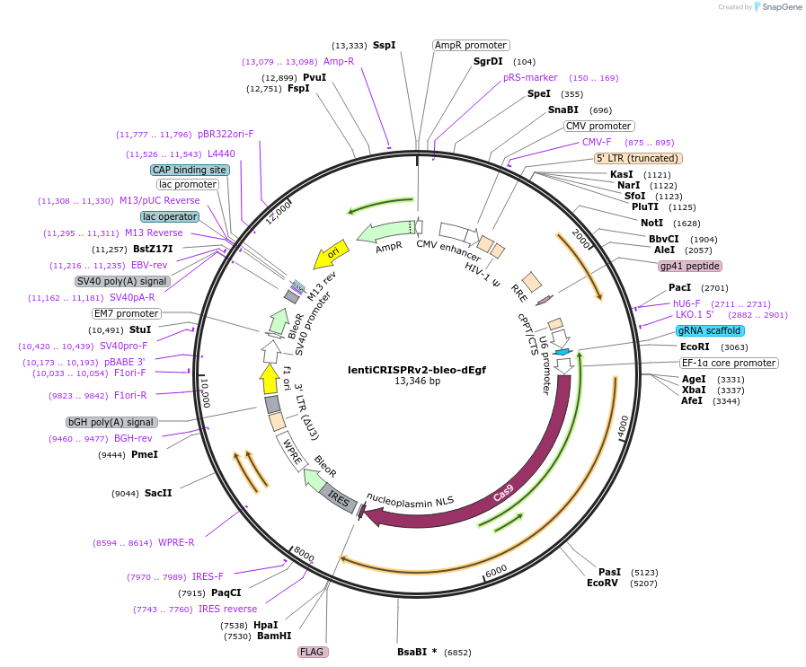 173840-plasmid-map-sequence-id-340297