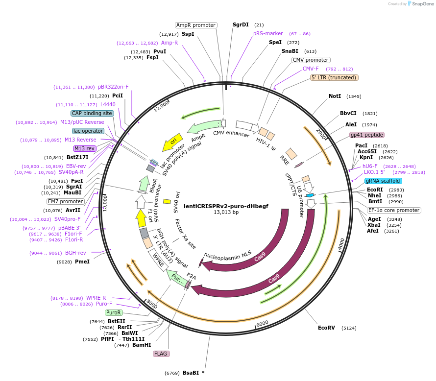 173841-plasmid-map-sequence-id-340299