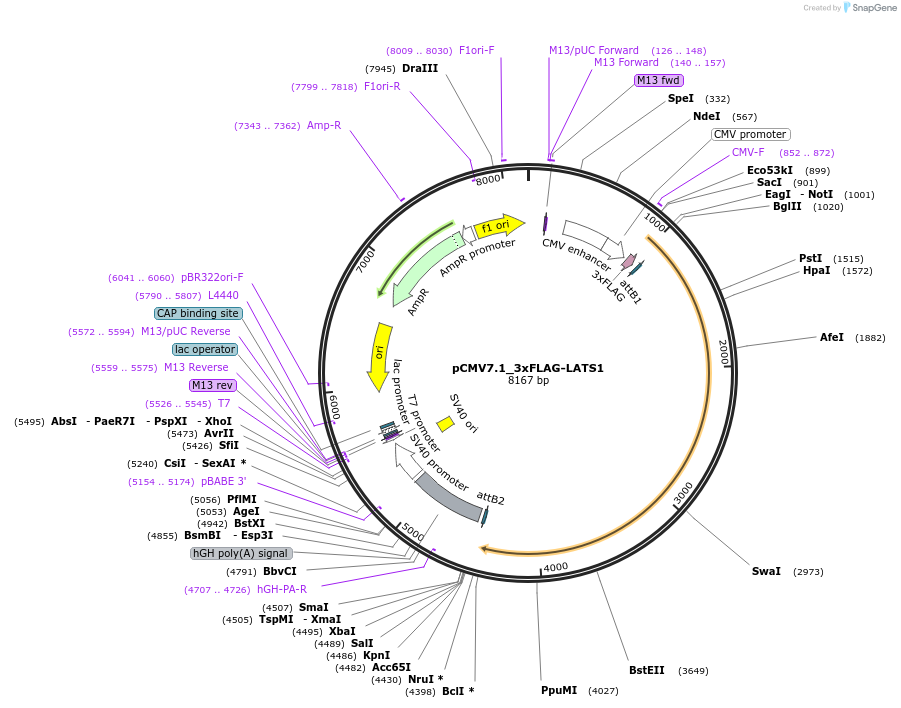 172986-plasmid-map-sequence-id-340300