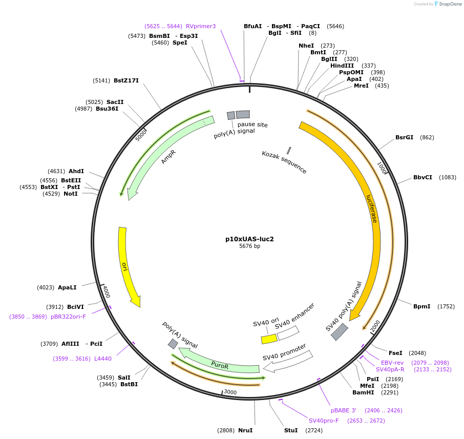 173006-plasmid-map-sequence-id-340302