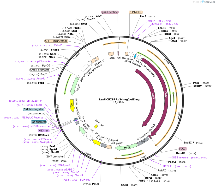 173843-plasmid-map-sequence-id-340303