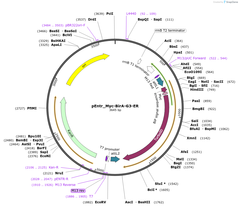 173814-plasmid-map-sequence-id-340315
