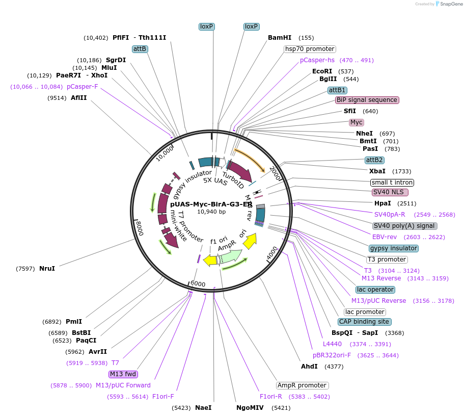 173815-plasmid-map-sequence-id-340316