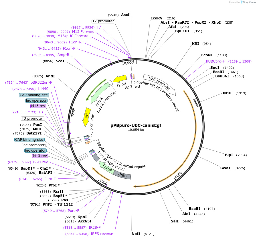 173845-plasmid-map-sequence-id-340318
