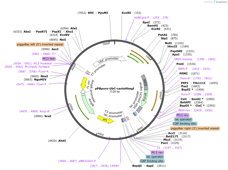 173846-plasmid-map-sequence-id-340319
