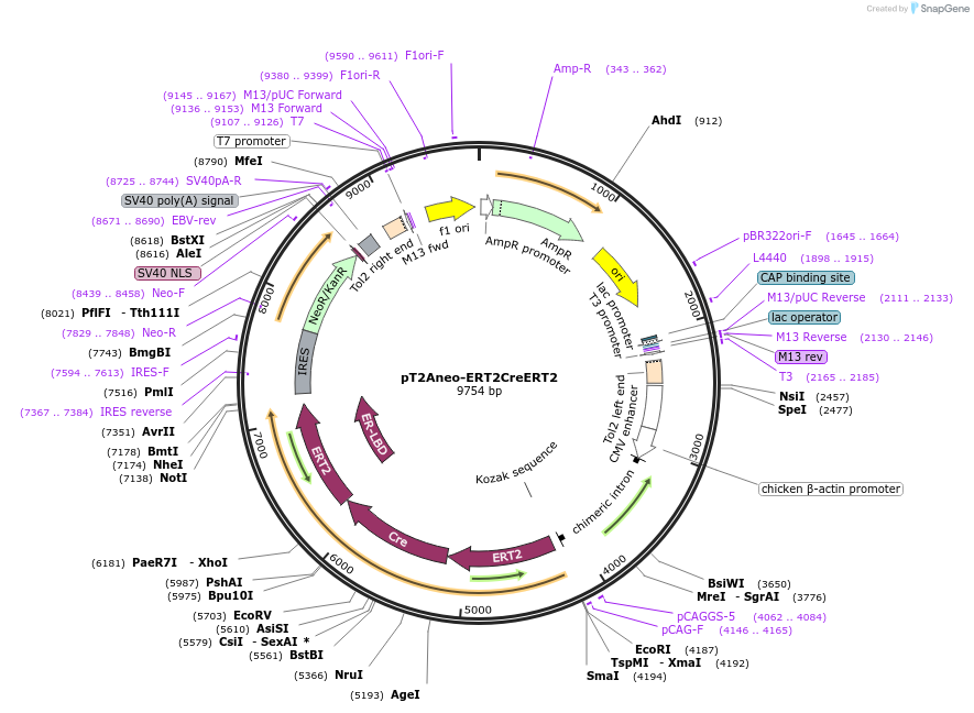 173850-plasmid-map-sequence-id-340320