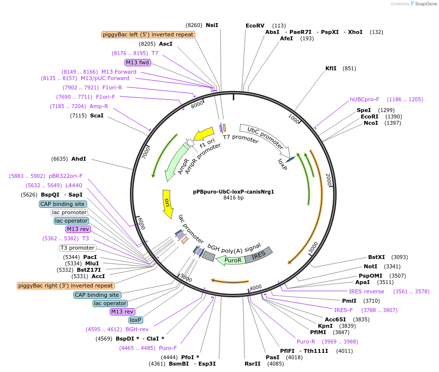173849-plasmid-map-sequence-id-340327