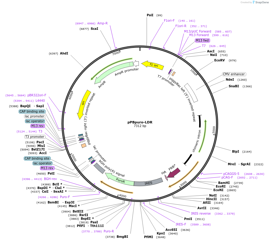 173857-plasmid-map-sequence-id-340329