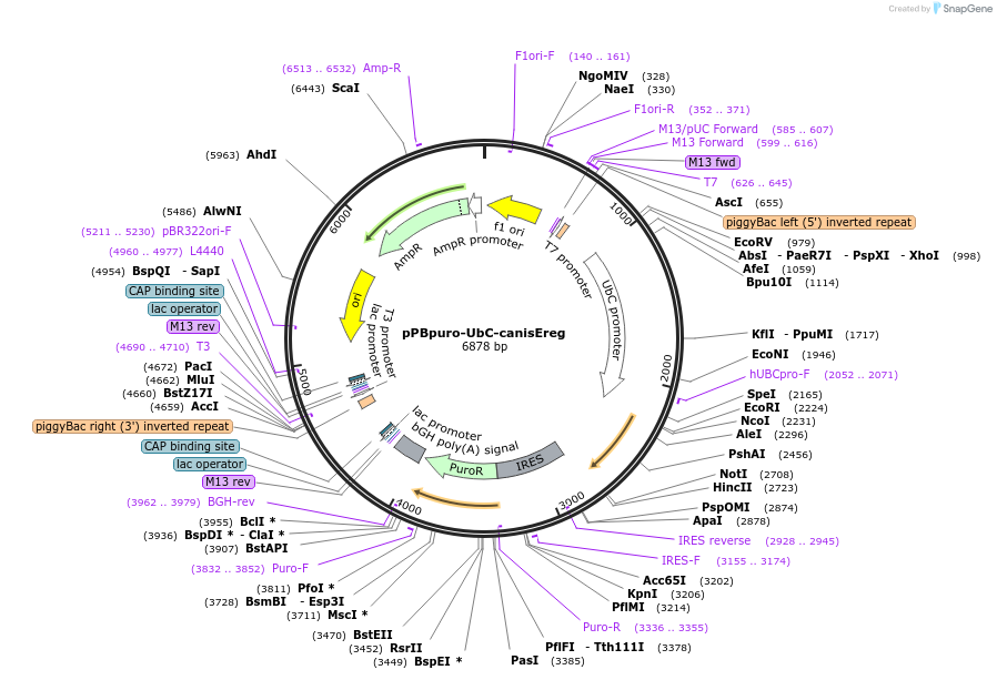 173848-plasmid-map-sequence-id-340331