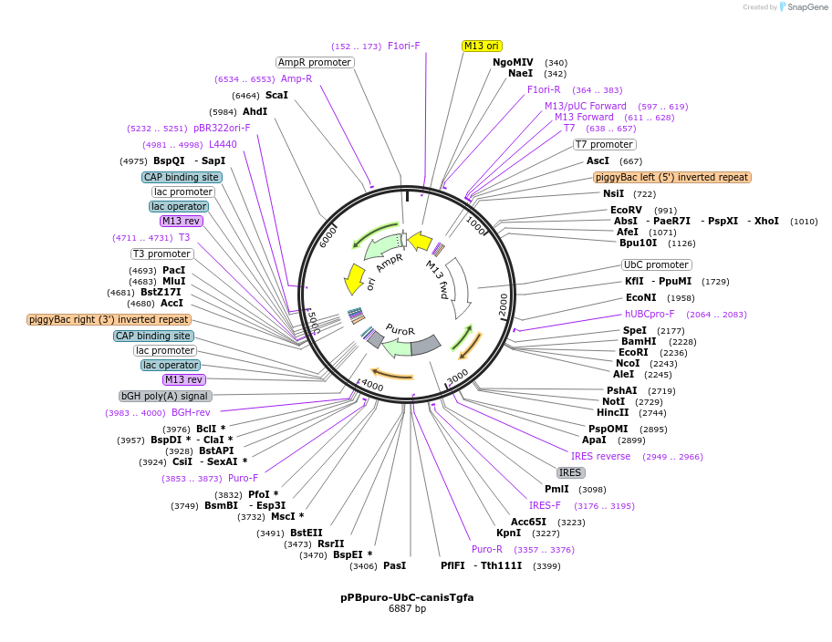173847-plasmid-map-sequence-id-340333