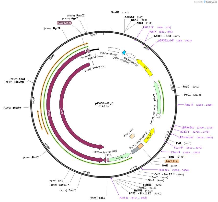 173700-plasmid-map-sequence-id-340334