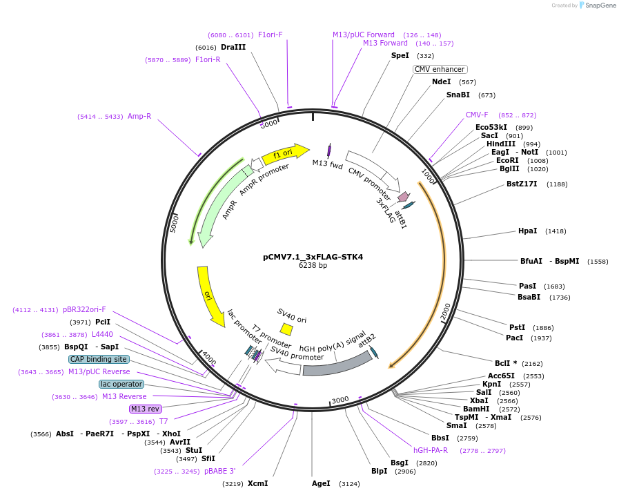 172989-plasmid-map-sequence-id-340436