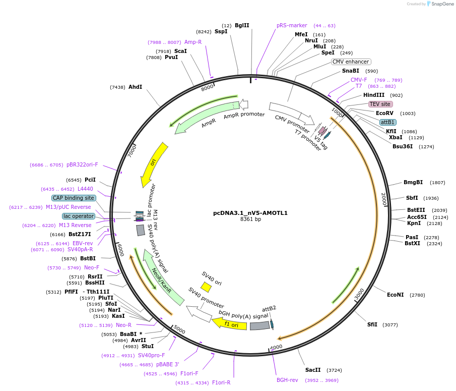 172998-plasmid-map-sequence-id-340451