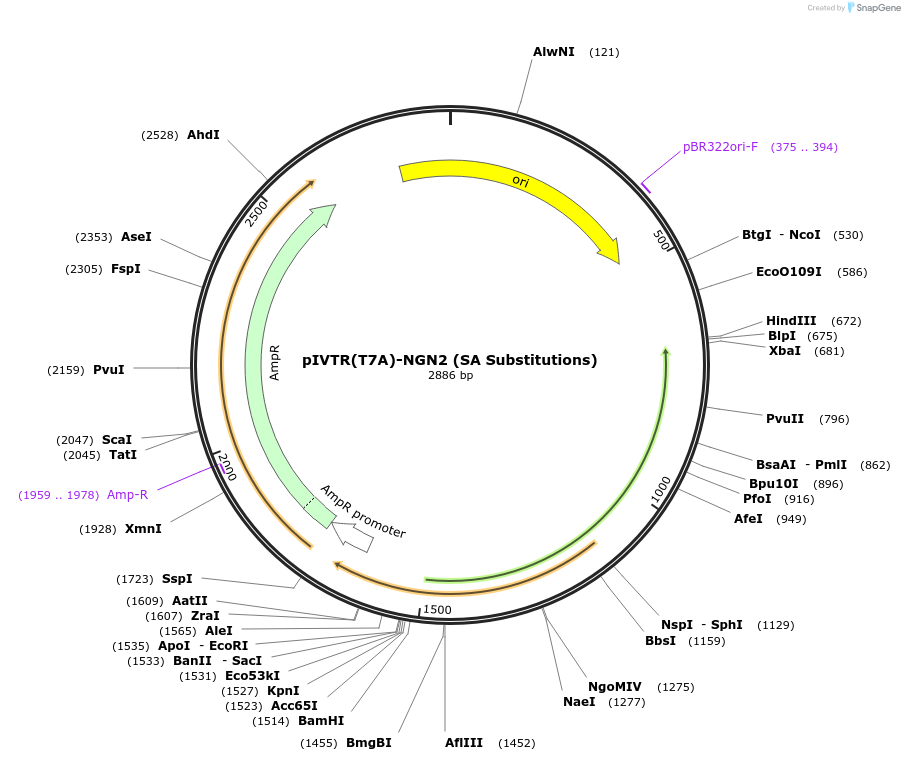 172308-plasmid-map-sequence-id-340455