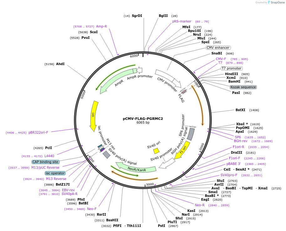 173468-plasmid-map-sequence-id-340468