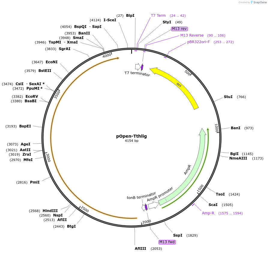 165569-plasmid-map-sequence-id-340472