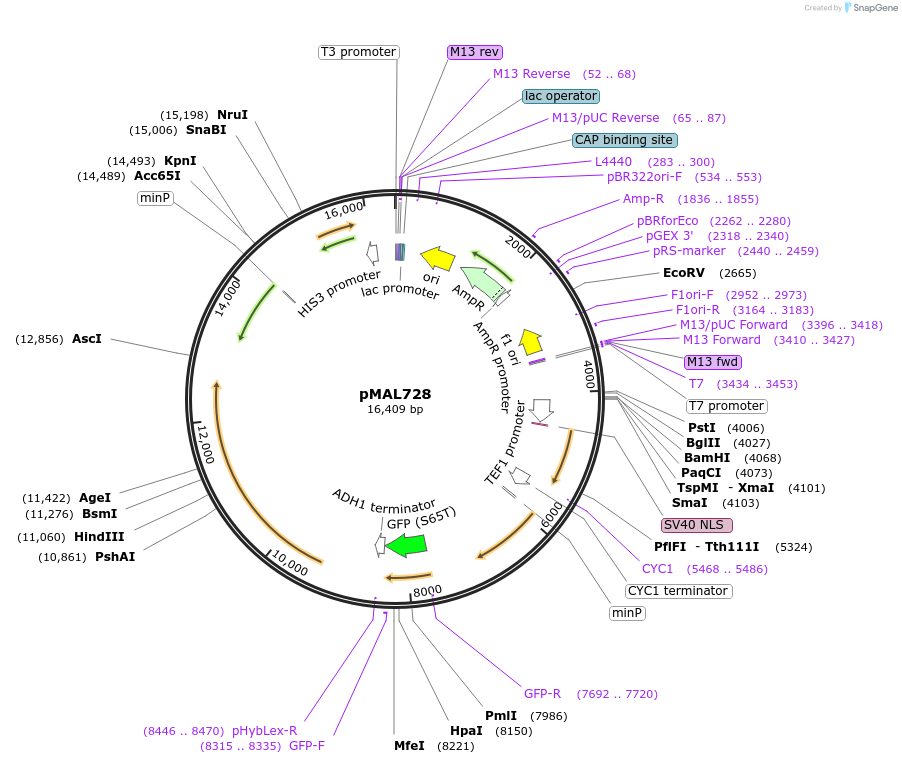 169152-plasmid-map-sequence-id-340492