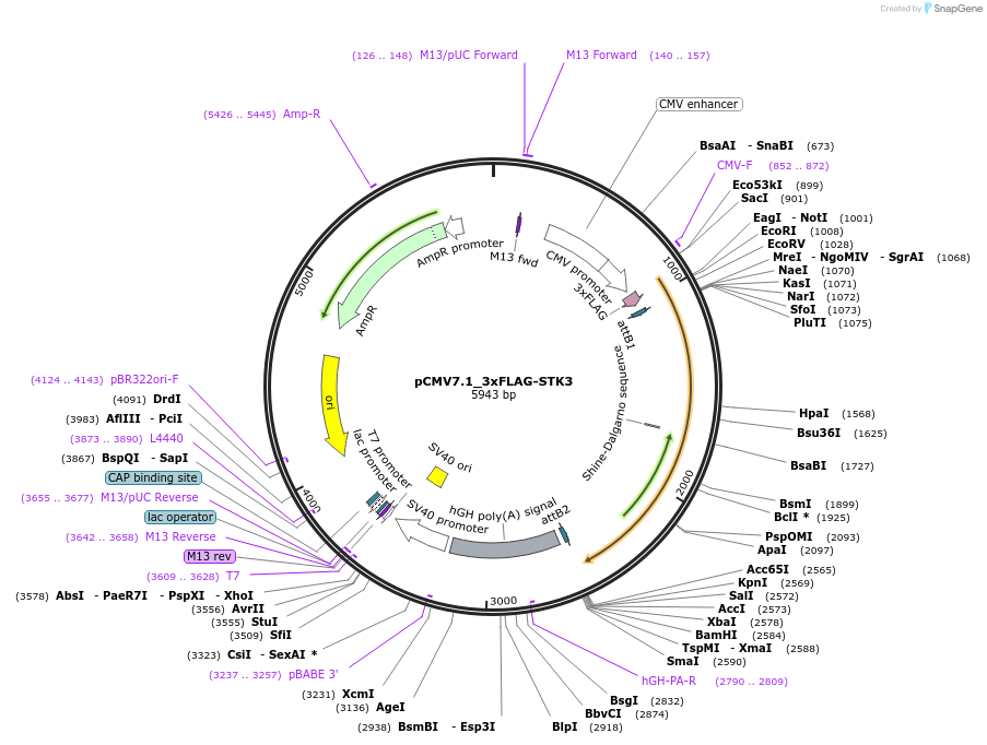 172990-plasmid-map-sequence-id-340495