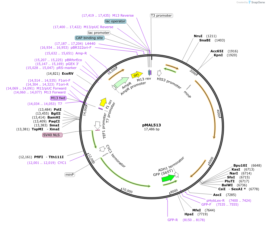 169153-plasmid-map-sequence-id-340496