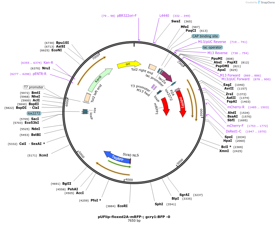 173886-plasmid-map-sequence-id-340509