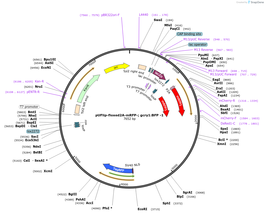 173887-plasmid-map-sequence-id-340510