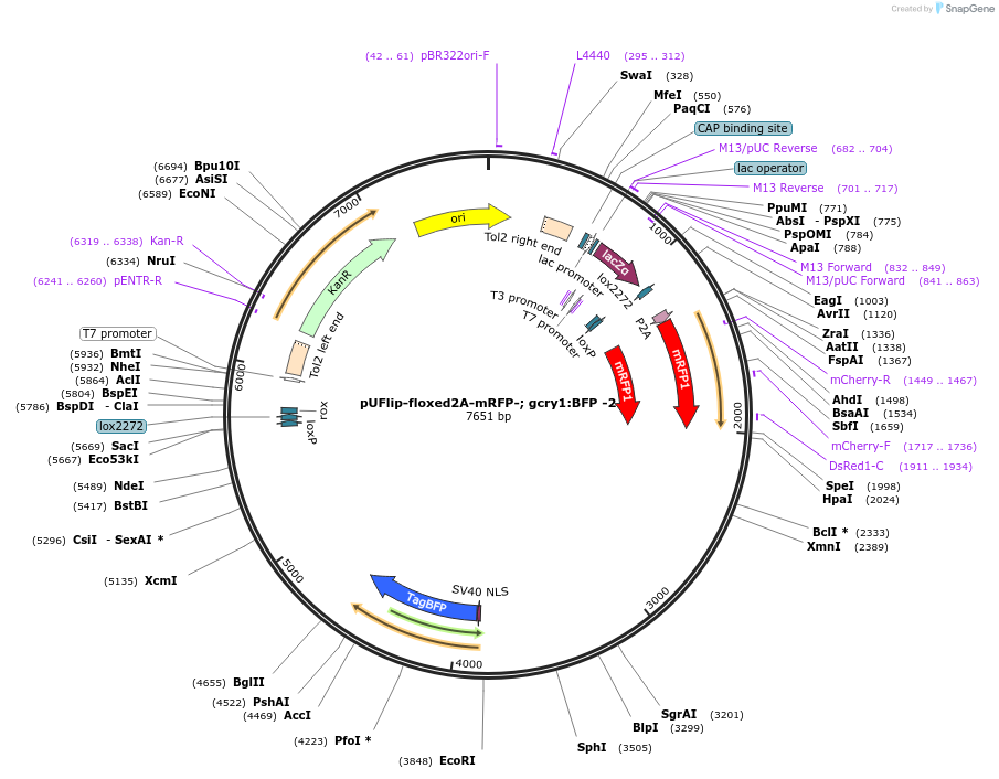 173888-plasmid-map-sequence-id-340513