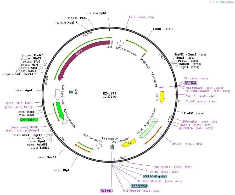 173025-plasmid-map-sequence-id-340516