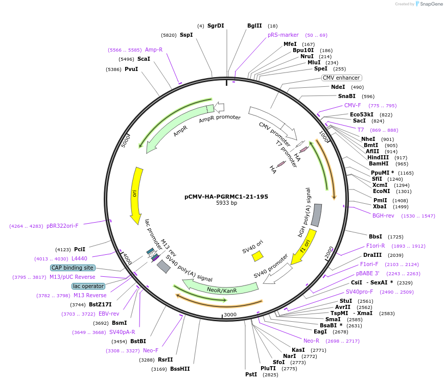 173473-plasmid-map-sequence-id-340523